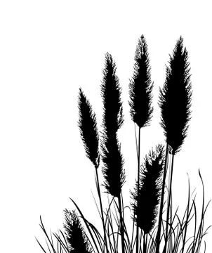 Pampas grass silhouette Illustration