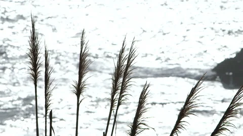 PAMPAS GRASS SILHOUETTES AGAINST AN OCEAN BACKDROP Stock Footage 59070018