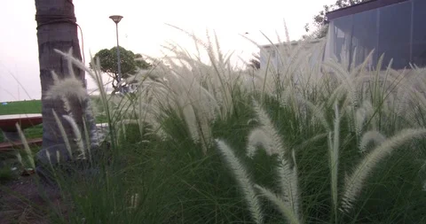 Pampas grass Silver feather grass swaying in wind at sunset plants slow moving Stock Footage 89686548
