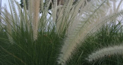Pampas grass Silver feather grass swaying in wind at sunset plants slow moving Stock Footage 89686729