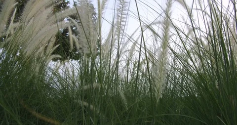 Pampas grass Silver feather grass swaying in wind at sunset plants slow moving Stock Footage 89687052