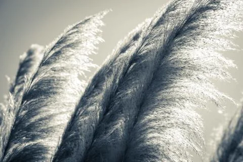 Pampas grass in split tones Stock Photos