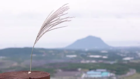 Pampas grass stem and mountain jeju island south korea Stock Footage 229424420