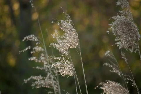 Pampas grass in the sunlight Stock Photos