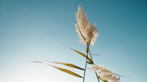 Pampas grass swaying on blue sky Stock Footage 242860609