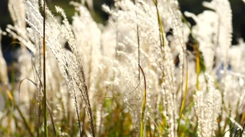 Pampas grass swaying in the breeze at sunset in a tranquil meadow Stock Footage 281704604