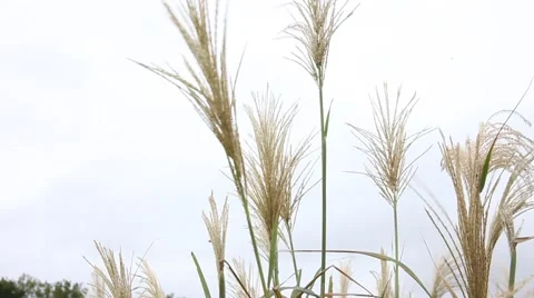 Pampas grass swaying in the wind. Video stock 42685506
