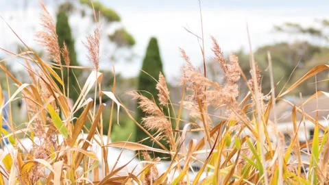 Pampas Grass Swaying in the Wind Stock Footage 296785843
