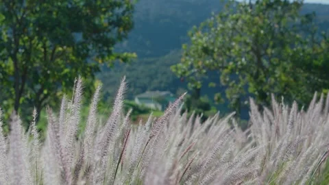 Pampas Grass Swaying in the Wind with Forested Mountain Background Stock Footage 309685175