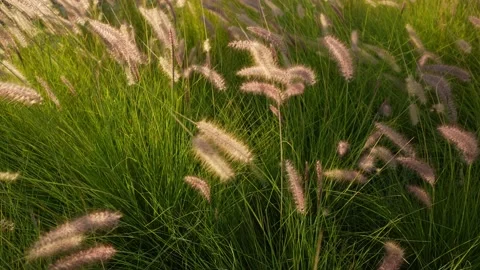 Pampas grass sways in the wind. Beautiful sunset light. Stock Footage 234439251