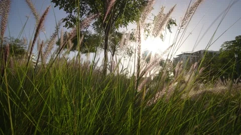 Pampas grass sways in the wind. Beautiful sunset light. Stock Footage 234439536