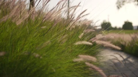 Pampas grass sways in the wind. Beautiful sunset light. Stock Footage 234439587