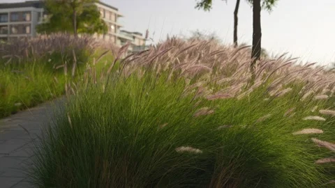 Pampas grass sways in the wind. Beautiful sunset light. Slow-mo Stock Footage 234648523
