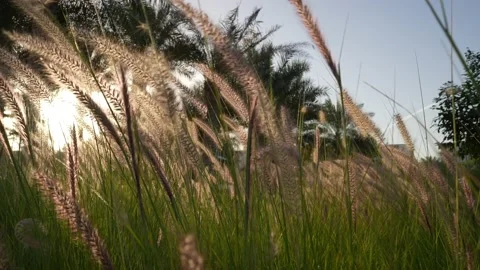 Pampas grass sways in the wind. Beautiful sunset light. Stock Footage 234659543