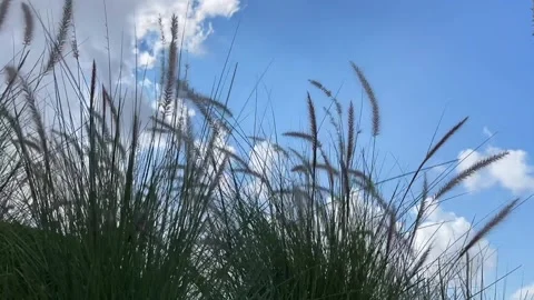 Pampas grass sways in the wind. Beautiful sunset light. Timelapse Stock Footage 234659548