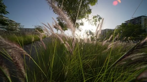 Pampas grass sways in the wind. Beautiful sunset light. The camera moves Stock Footage 241179002