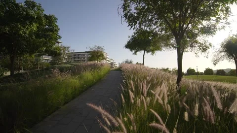 Pampas grass sways in the wind. Beautiful sunset light. Beautiful road to modern Stock Footage 241179130