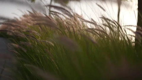 Pampas grass sways in the wind. Beautiful sunset light2. Stock Footage 241342996