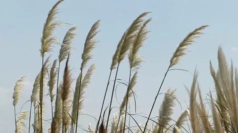 Pampas Grass swinging in the wind 4K Stock Footage 138946163