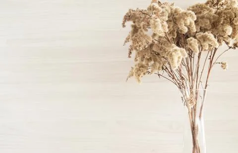 Pampas grass in a transparent vase on a light background. concept of eco decor Stock Photos