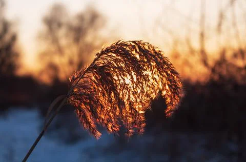 Pampas grass under the rays of setting sun. Natural background. Stock Photos