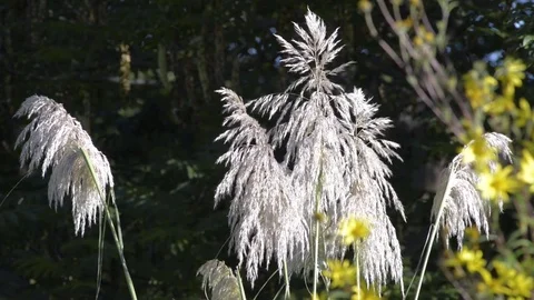 Pampas grass waving in the wind Video stock 81502615