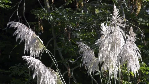 Pampas grass waving in the wind Stock Footage 81502616