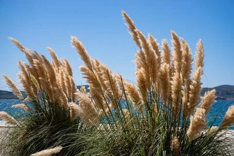 Pampas grass in the wind against a blue sky and glittering water surface Stock Photos