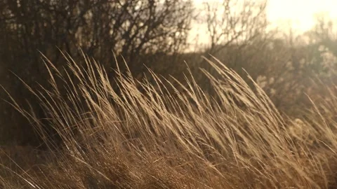 Pampas grass on wind. Dry beige reed. Abstract natural video. Earth tones Stock Footage 166154449