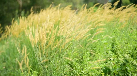 Pampas Grass  with the Wind Vidéo 67905400