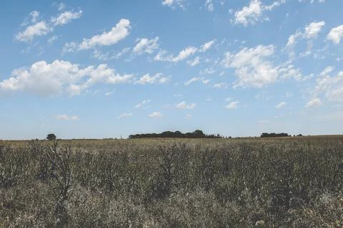 Pampas Landscape tree Stock Photos