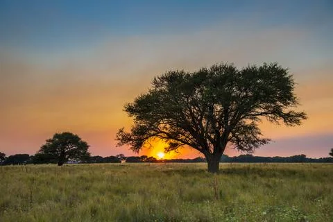 Pampas tree landscape with a storm in the background,  La Pampa Province,  .. Stock Photos