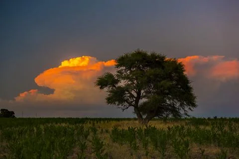 Pampas tree landscape with a storm in the background,  La Pampa Province,  .. Stock Photos