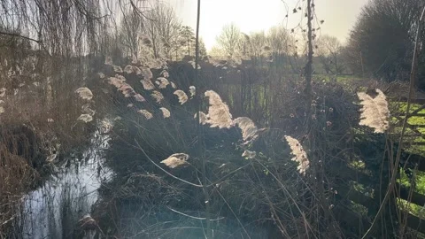 Pamper grass blowing in the wind Video stock 231899558