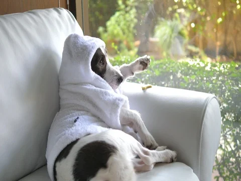 Pampered Dog In Bathrobe Relaxing On Sofa With Treat Video stock 80429377