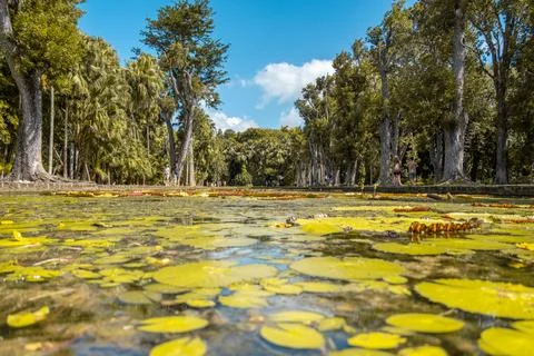 Pamplemousse botanical gardens in Mauritius 스톡 사진