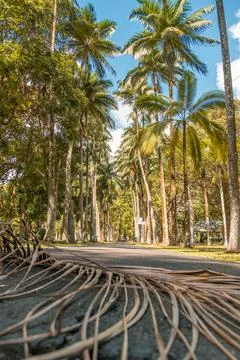 Pamplemousse botanical gardens in Mauritius Foto stock