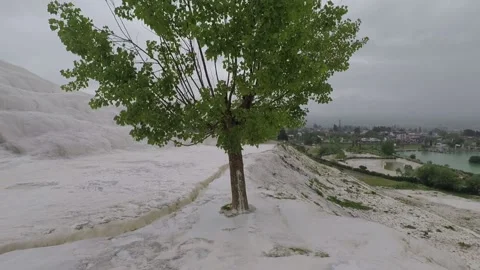 Pamukkale tree with city in the background Stock Footage 146096333