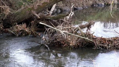 Pan: Accumulation of tree branches and withered leaves in a small stream, autumn Stock Footage 98614631