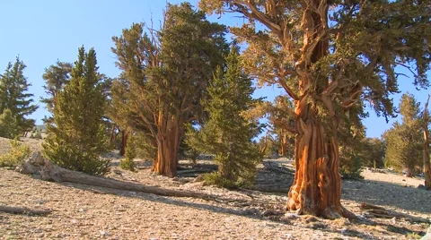Pan across ancient bristlecone pine trees growing in the White Mountains Видео 943149