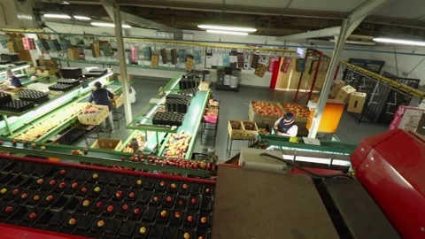 Pan across apple sorting, packaging room in food processing facility Stock Footage 328975692