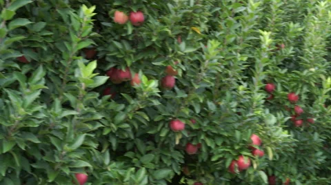 Pan Across Apple Tree filled with Red Apples Stock Footage 67885364