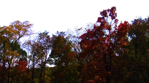 Pan Across Autumn Trees Stock Footage 904963