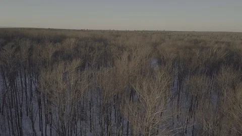 Pan across bare tree tops Stock Footage 85565163