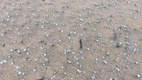 Pan across beach sand littered with nurdles (plastic pellets) Stock Footage 157287464