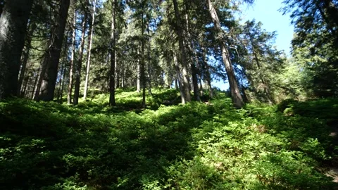 Pan across beautiful Austrian mountain forest Stock Footage 145806677