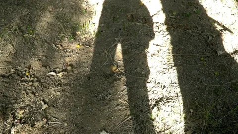 Pan across beautiful lime tree. the long shadow of the trunk of a palm tree. the Stock Footage