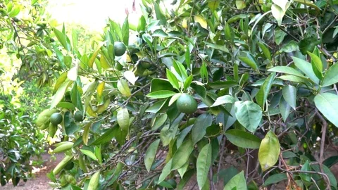 Pan across beautiful lime tree. on the background of palm trees Stock Footage 78489532