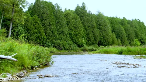 Pan Across Beautiful River Flowing Through Meadow Shoreline In Forest Valley Stock Footage 200330356