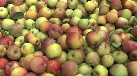 Pan across a bin of many apples 스톡 동영상 12228018